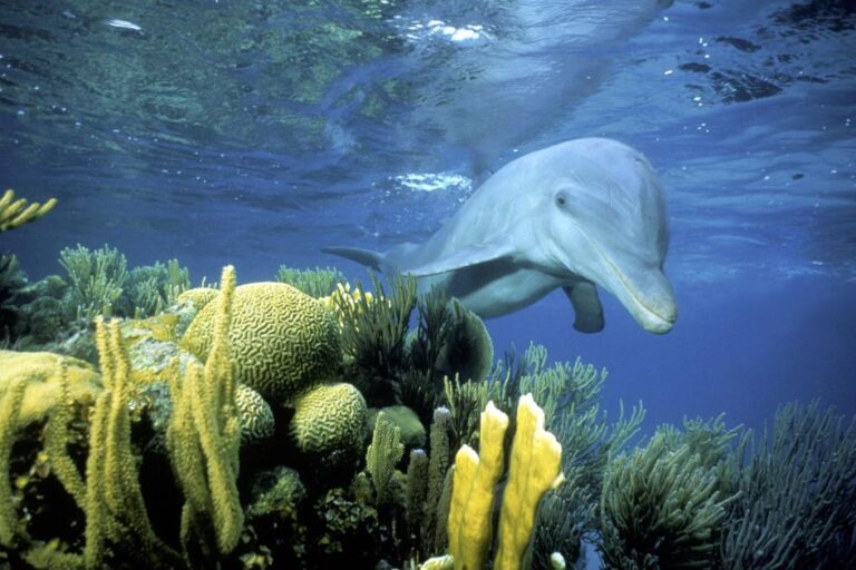 Dolphin habitats in the Wild: Habitats, Experiences, and Conservation